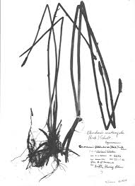 Image result for Eleocharis acutangula