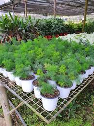 Image result for Asparagus macowanii