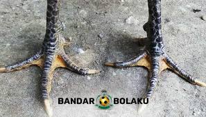 Ciri Kaki Ayam Bangkok Pembunuh Juara Sabung Ayam Octopus Bandar