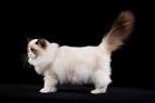 Ragdoll Kittens for Sale Near Me | Buy Ragdoll Kitten