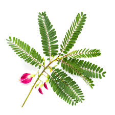 Image result for Sesbania