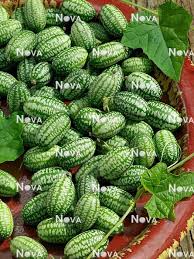 Image result for Zehneria