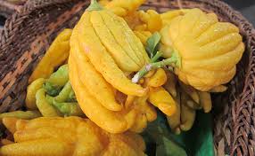 Comme tous les agrumes, ce cédratier se plaît au plein soleil, à un en pot : Citron Main De Bouddha Citrus Medica Digitata Culture Plantation