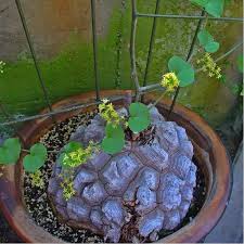 Image result for Dioscorea cotinifolia