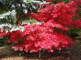 A fully cascading form, this tree will flow across the ground on any slope, or spill over a wall or boulder in a delightful way. 9 Best Red Dragon Japanese Maple Ideas Japanese Maple Japanese Maple Tree Japanese Garden