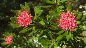 Maybe you would like to learn more about one of these? How To Grow And Care For Waratahs Bunnings Australia