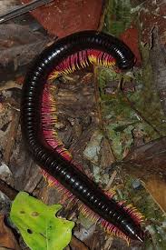 Black And Yellow Millipede Millipede Bugs Insects Insects Beautiful Bugs