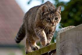 Keep Stray Cats Out Of Your Yard With These Easy Tips Beautiful Cats Pictures Cat Repellant Cats And Kittens