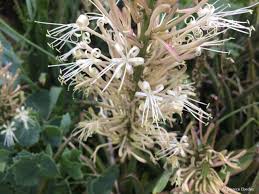 Image result for Sansevieria hyacinthoides