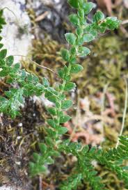 Image result for Selaginella chevalieri