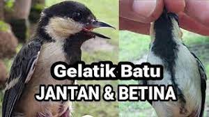 Cara Membedakan Gelatik Batu Gelatik Wingko Jantan Betina Youtube