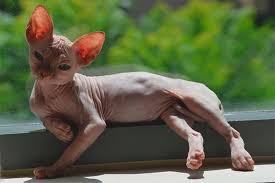 Munchkin cats have shorter legs than usual but are otherwise typical, healthy cats that munchkin cat: Bambino Beskrivelse Av Rasen Og Karakteren Til Katten