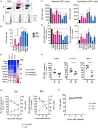 Common childhood illnesses in malaysia. Frontiers Downregulation Of Mhc Class I Expression By Influenza A And B Viruses Immunology