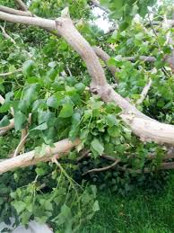 Image result for Erythrina sp. 1