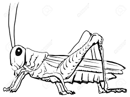 Grasshopper locust insect engraving vector illustration #7765746. Cartoon On Net Cartoon Grasshopper Drawing