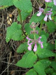 Image result for Bulbostylis megastachys