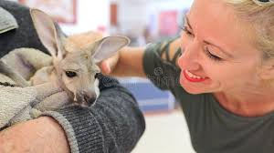 Mamá Canguro Con Joey En Su Pasto De Bolsa En Kosciuszko Metrajes