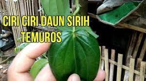 Ciri ciri daun sirih temu urat. Ciri Ciri Daun Sirih Temu Ros Bentuk Daun Sirih Temu Urat Yang Paling Banyak Di Cari Youtube