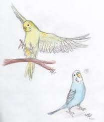 Parakeets By Krystalizedartist9 On Deviantart Use Flying Parakeet Below Each Rib Side Colored Ink Like Piper And Mission 2020 Kus Sanat Hayvan Cizimi Cizimler