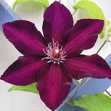 You've also been working for years on new clematis hybrids. Clematis Stasik Planting Growing And Cultivation Clematis Stasik Seeds Types And Varieties Of Clematis Stasik