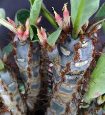 Image result for Euphorbia inaequilatera
