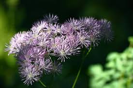 Image result for Thalictrum