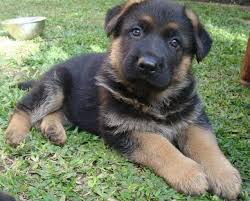 Busca entre las fotos de stock e imágenes libres de derechos sobre pastor alemán de istock. Cachorros Pastor Aleman Home Facebook