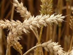 Free Image On Pixabay Spike Wheat Cereals Grain Field Food For Pregnant Women Wheat Grains