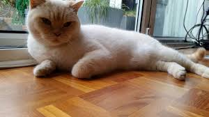 Olly The British Shorthair Cream Colourpoint