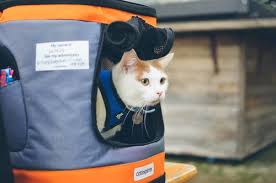 With nearly 6.5 million animals winding up in shelters every year, pet gps trackers help ensure more beloved cats and dogs find their way home. Pet Trackers For Your Cat Catexplorer