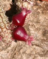 Image result for Disperis reichenbachiana