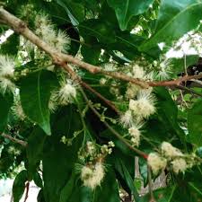 Bunga merupakan bagian dari tumbuhan yang biasanya memiliki warna yang bunga dalam bahasa inggris umumnya disebut flower. 9 Nama Bunga Tumbuhan Tertentu Dalam Bahasa Sunda Hafal