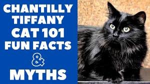 We did not find results for: Chantilly Tiffany Cats 101 Fun Facts Myths Youtube