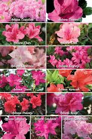 How To Choose Encore Azalea Color Patterns Azalea Flower Azaleas Landscaping Azalea Color