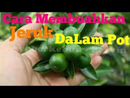 Cara Cepat Membuahkan Jeruk Dalam Pot Mohon Bantuannya Agan Sist Untuk Tekan Tombol Subscribe Youtube Buah Jeruk Youtube Buah