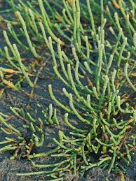 Image result for Salicornia perrieri