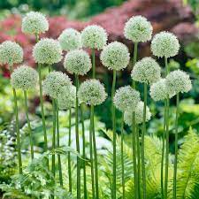 Maybe you would like to learn more about one of these? Giant Allium Bulbs White Giant Fall Flower Bulbs Eden Brothers