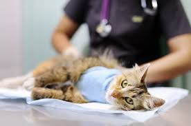 Cats are spayed for many reasons, including the. Pet Neutering And Spaying Sydney Vet Specialists