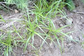 Image result for Cyperus nduru