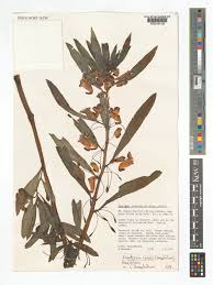 Image result for Impatiens gomphophylla