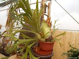 Image result for parožnatka Platycerium