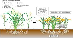 Image result for Oryza longistaminata