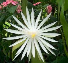 Https Almostedenplants Com Shopping Images Full Epiphyllum 20oxypetalum 20 3 Jpg Orchid Cactus Hardy Plants Cactus Flower