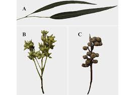 Image result for Eucalyptus camaldulensis