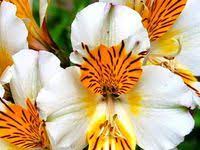 Pin On Flowers