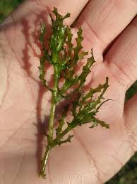 Image result for Najas horrida