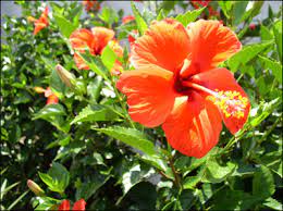 Check spelling or type a new query. Plant Id Ornamentals Hibiscus Florida Master Gardener Volunteer Program University Of Florida Institute Of Food And Agricultural Sciences