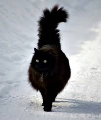25 Times Black Cats Were Too Busy Being Cute To Be A Superstition Mom Com