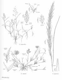 Image result for Eragrostis japonica