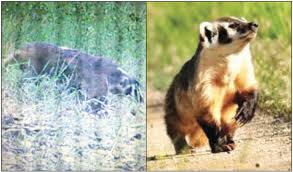 Maybe you would like to learn more about one of these? Local News Unusual Wildlife Sightings Take Place In Izard And Fulton Counties 8 29 18 Areawide Media